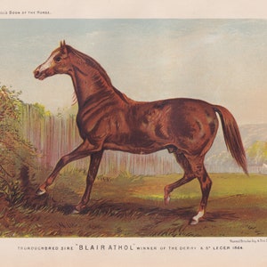 Champion Racehorse Blair Athol Thoroughbred Stallion Equine Horse Art Antique Print Lithograph 1873