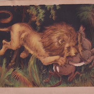 Lions African Lion Big Cats African Wildlife African Animals Africa Rare Antique Art Print Lithograph 1865