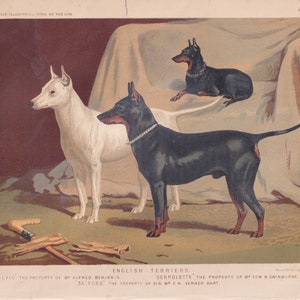 Manchester Terrier English Toy Terrier English White Terrier Dogs Lithograph Antique Art Print 1881