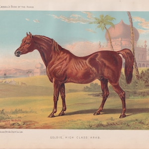 Rare Antique Arabian Horse Mare Lithograph Early Equestrian Horse Art Antique Print 1873