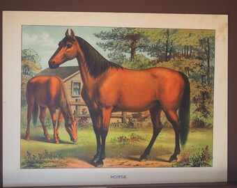 Horse Antique Print 1881 Folio Chromolithograph