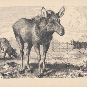 Early Moose Animals Antique Engraving Art Print 1878