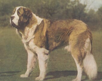 Saint Bernard Dog Champion Show Dog  Ch. " St. Bernardo " Abbots Pass Kennels St. Bernard Dog Giant Breed Dogs Vintage Color Art Print 1935