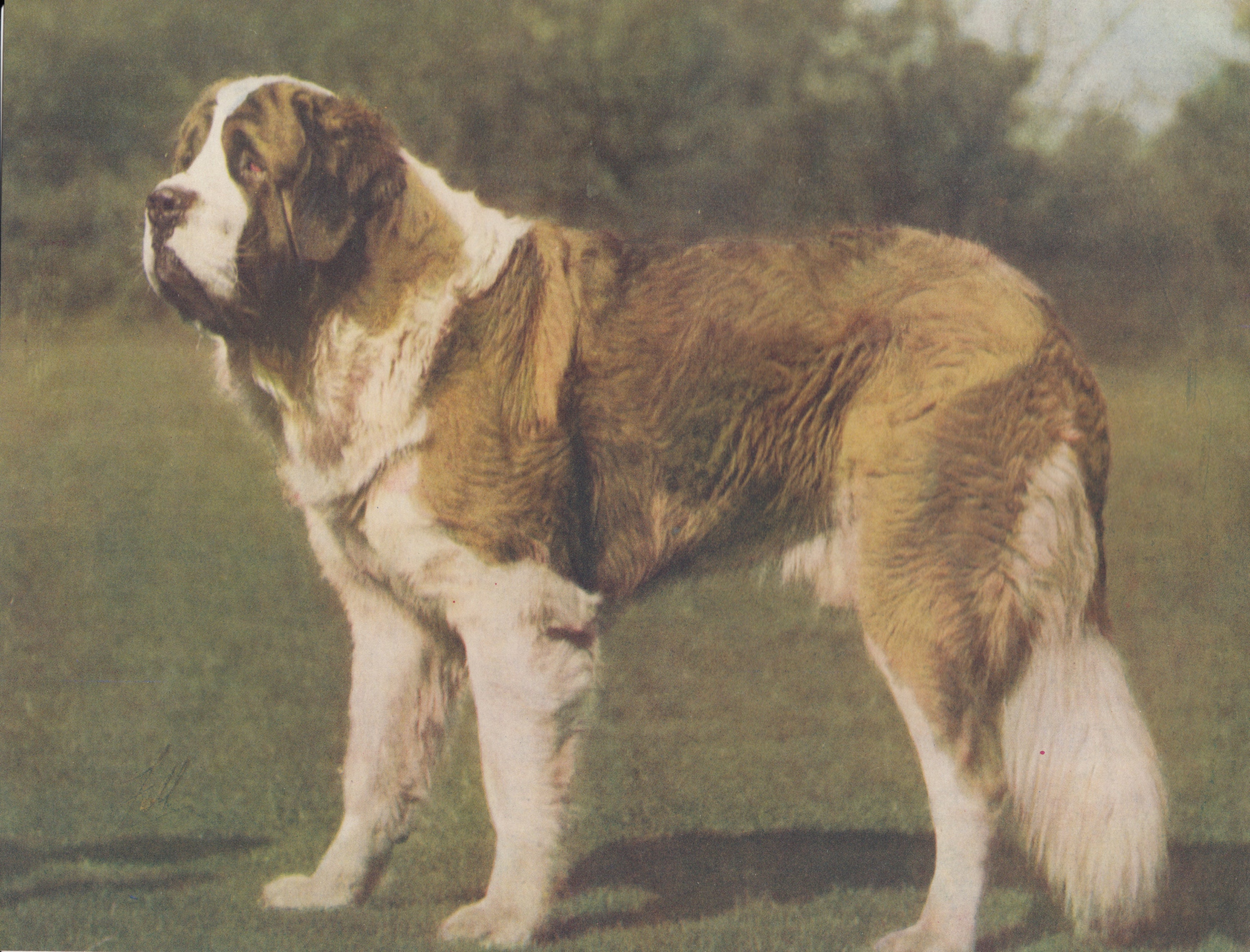 Champion kennels sales