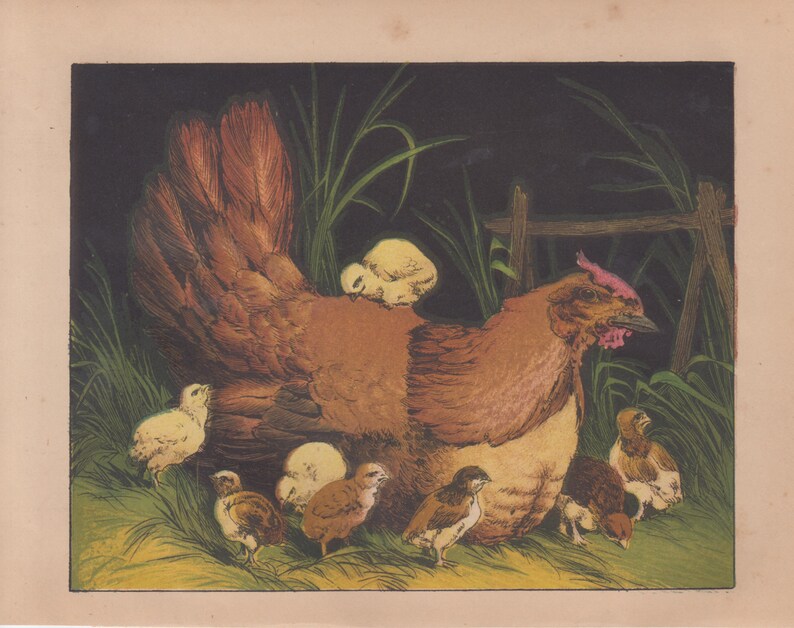 Chicken Hen with Baby Chicks Poultry Birds Farm Animals Rare Antique Art Print Lithograph 1865