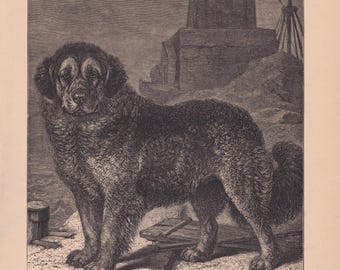 Könnte beinhalten: Eine antike Schwarz-Weiß-Illustration eines großen Hundes, möglicherweise einer Dogge, der in einer Landschaft steht. Der Hund hat dickes Fell und blickt den Betrachter an. Ein Turm und andere Strukturen befinden sich im Hintergrund.