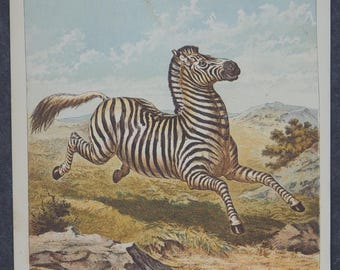 クアッガの版画 1859 年頃 • オリジナルのアンティーク版画