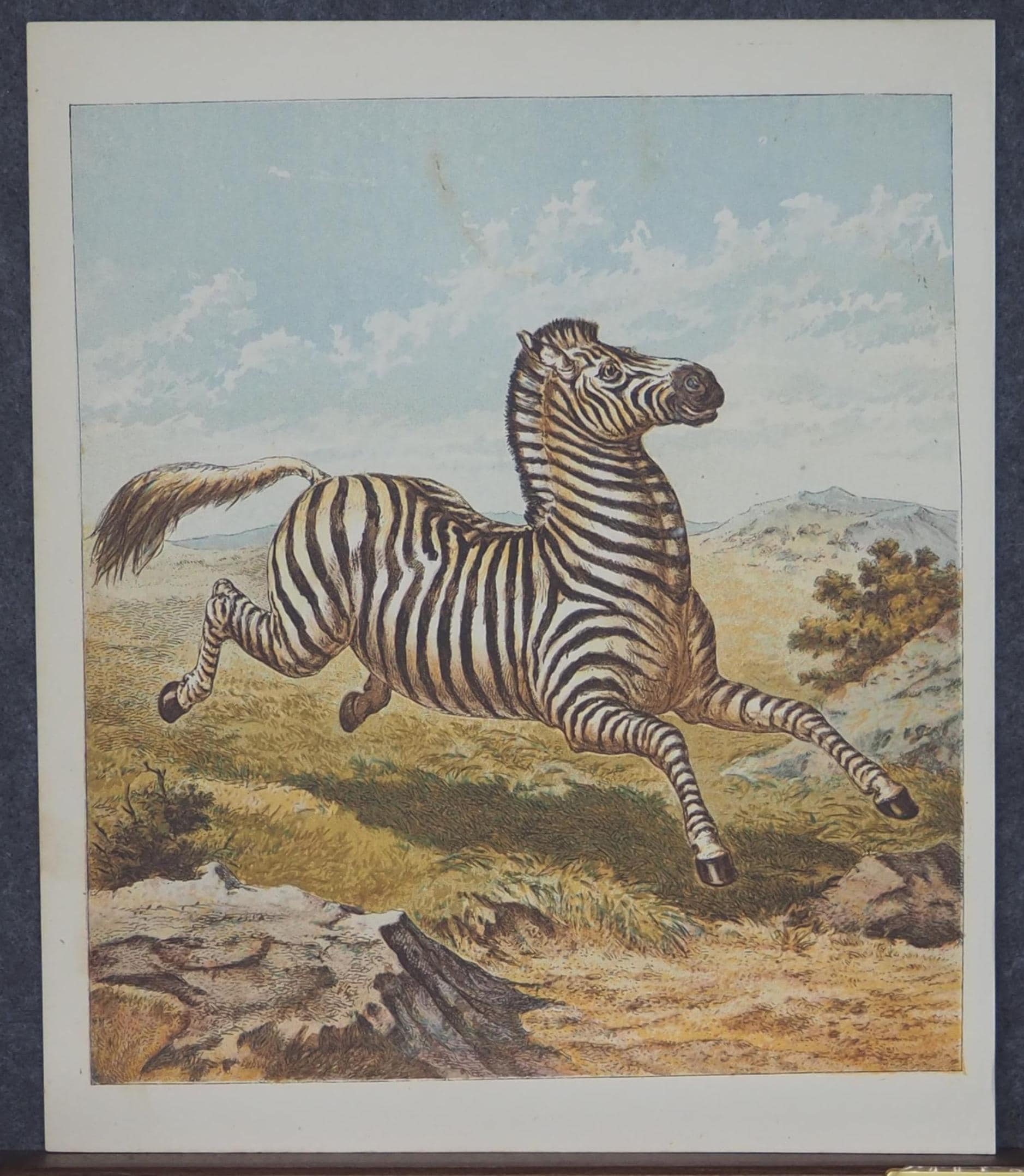 Etsy Zebra 壁掛け - トゥーフェイス Print 1950's Antique OLDIES SK
