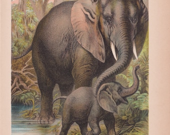 African Elephant & Baby Elephant with Hyrax Antique Lithograph 1880