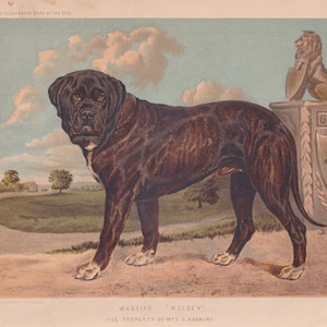Brindle English Mastiff Antique Dog Lithograph Art Print 1881