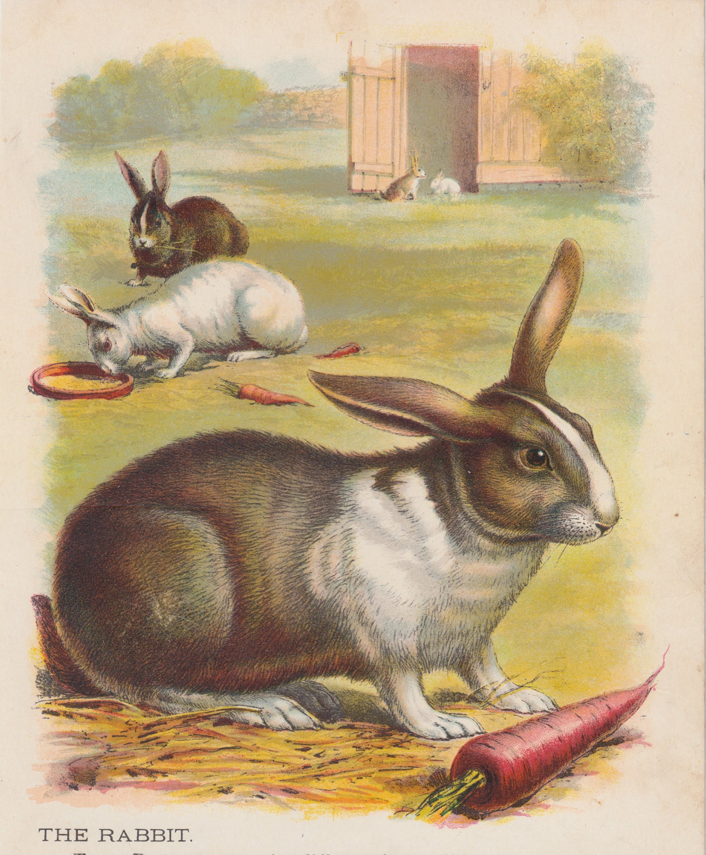 Bunny Rabbit Art Rabbits Eating Carrots Animal Antique Art Print
