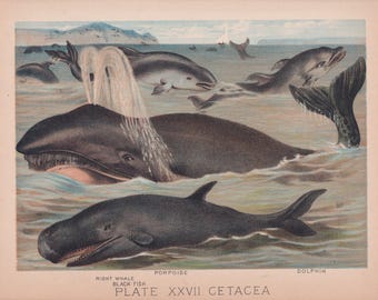 Whales Porpoise & Dolphins Antique Print Chromolithograph 1880