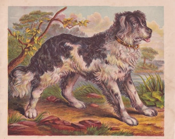 Landseer Newfoundland Dog Antique Print, Lithograph 1873