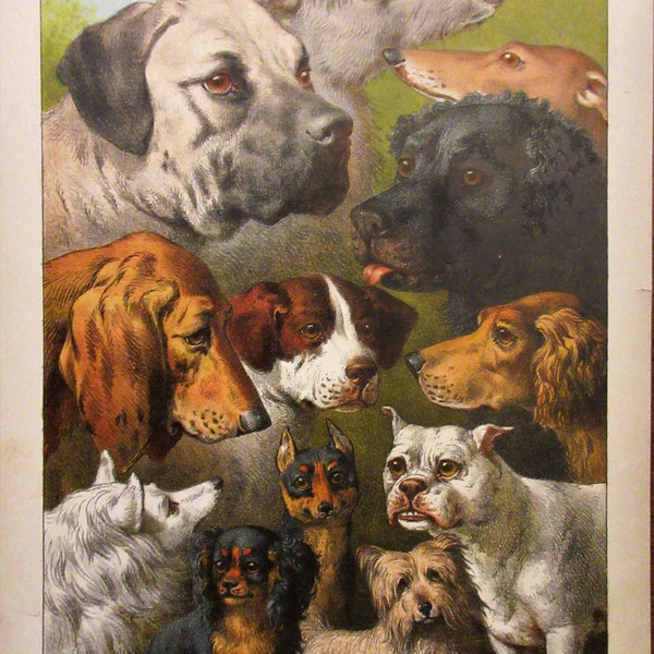 Various Dog Breeds Deerhound Mastiff Pointer Setter Spaniel Newfoundland Dog Pit Bull Other Terriers Spitz Dog Antique Lithograph 1881