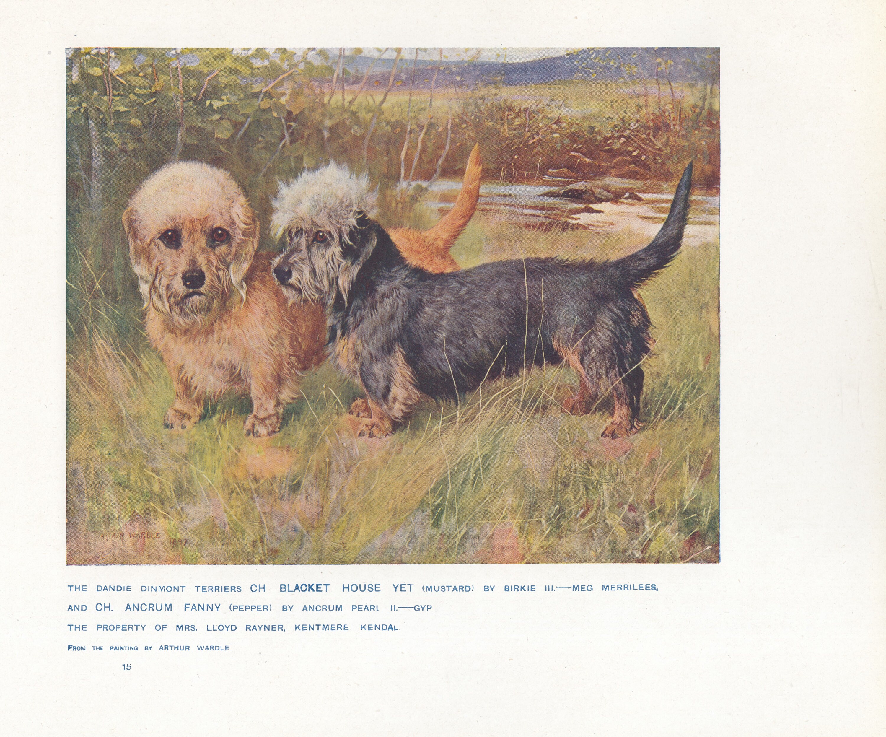 Dandie Dinmont Terrier Umbrella Dandie Dinmont Terrier Umbrella