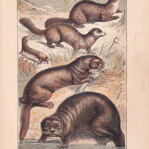 May include: An antique illustration of various animals, including a weasel, sable, otter, and sea otter. The animals are depicted in shades of brown and tan, with detailed fur textures. The image has a vintage aesthetic, with text labels identifying each animal.