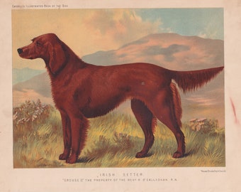 Setter irlandais chien antique impression chien, lithographie 1881