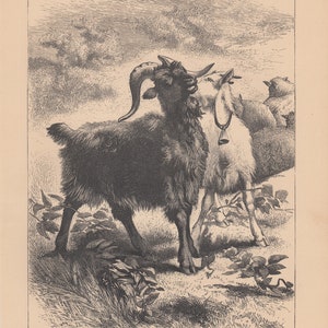 Early Billy Goats Farm Animal Antique Art Print 1870