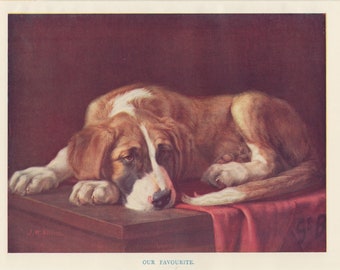 Saint Bernard Puppy Laying on Table St. Bernard Dogs Pets Animals Color Antique Dog Art Print 1908