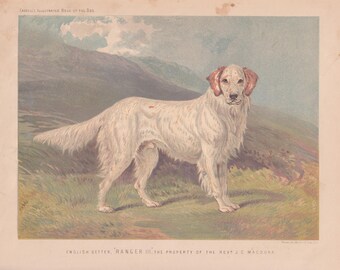 Estampe ancienne de chien setter anglais, lithographie de 1881