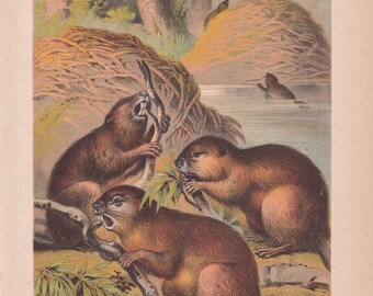 Beavers Building Dam Antique Print Chromolithograph 1880