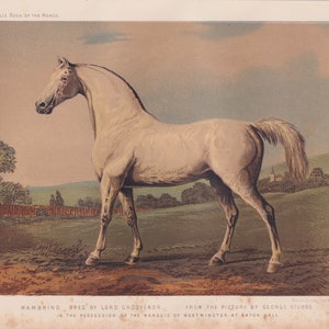 Grey Thoroughbred Stallion Racehorse MAMBRINO Equine Horse Art Antique Print Lithograph 1873