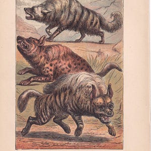 Könnte beinhalten: Eine antike Illustration von drei Hyänenarten: Aardwolf, Gefleckte Hyäne und Streifenhyäne. Das Bild zeigt detaillierte Zeichnungen der Tiere in einem naturalistischen Stil, mit Text am unteren Rand, der jede Art identifiziert.