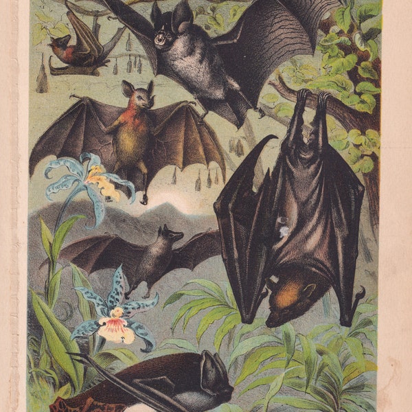 Bats Cheiroptera Vampire Bat Fruit Bat Horseshoe Common Bats Antique Art Print Lithograph 1880