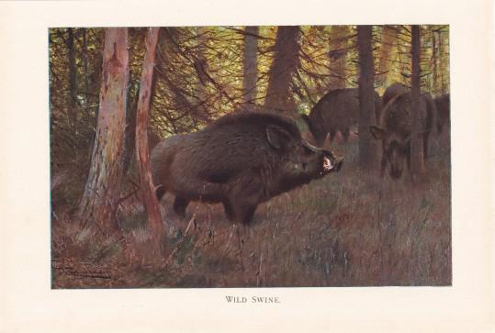 Vintage Razorback Image Razorback Wild Boar Wild Pig Swine Boars in Forest Wildlife Wild ...