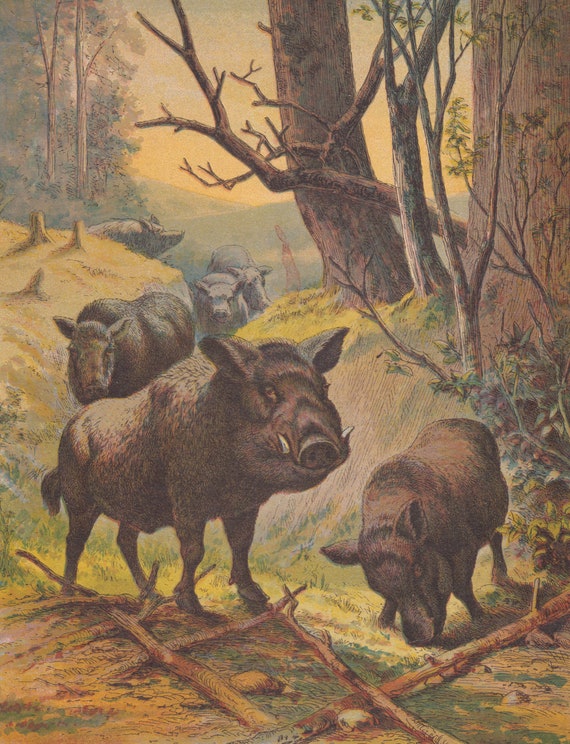 boar razorback