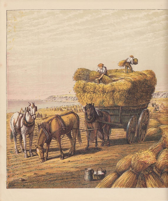 Vintage Farm Life Postcard Horses Hay Wagon Postcards