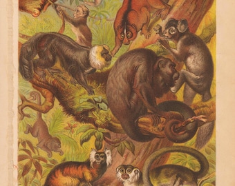 Peut inclure: Illustration vintage de divers primates, dont des tarsiers, des lémuriens et des singes, dans un cadre de jungle. L'œuvre présente des représentations détaillées des animaux, avec du texte en bas identifiant les espèces. La palette de couleurs comprend des verts, des bruns et des oranges.