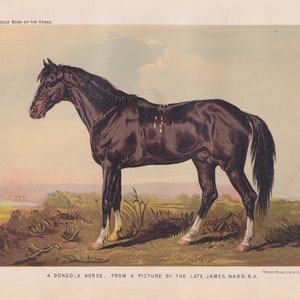 Beautiful Dongola Horse in Pasture Equine Horse Art Antique Print Lithograph 1873