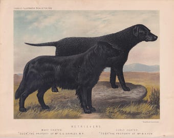 Litografía antigua de perros Retriever de pelo rizado y Retriever de pelo liso, 1881.