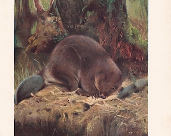 Castores primitivos: Castor à beira do rio - Vida selvagem - Animais selvagens - Gravura antiga de 1901