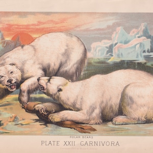 Polar Bears Iceberg Arctic Animals Animal Art Antique Lithograph 1880