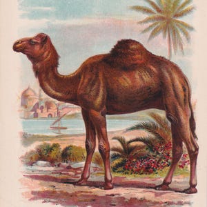 Kamel Wüstenoase Arabische Szene Antike Lithographie Kamel Kunstdruck 1899