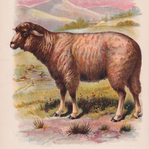 Sheep in Meadow Farm Animals Natural History Antique Lithograph 1899