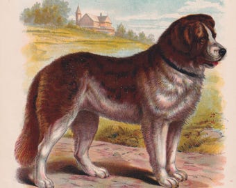 Könnte beinhalten: Vintage Illustration eines Bernhardiner-Hundes, der in einem Feld mit einem Gebäude im Hintergrund steht. Der Hund hat braunes und weißes Fell und ein schwarzes Halsband. Das Bild enthält den Text "THE DOG".