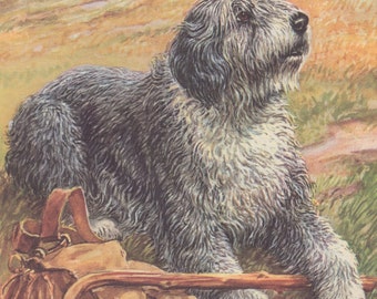 Vintage Old English Sheepdog OES Herding Dogs Vintage Color Dog Art Print 1960 by R. Scholz