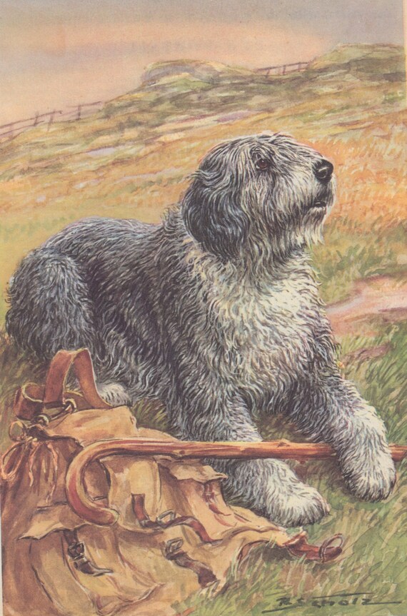 old english sheepdog herding