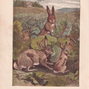 May include: An antique illustration depicts a group of brown rabbits amidst green foliage. The rabbits are in various poses, some standing and others sitting. The background shows a field and a fence, with a soft, muted color palette.
