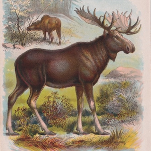Moose Wildlife Wild Animals Antique Lithograph Moose Art Print 1899