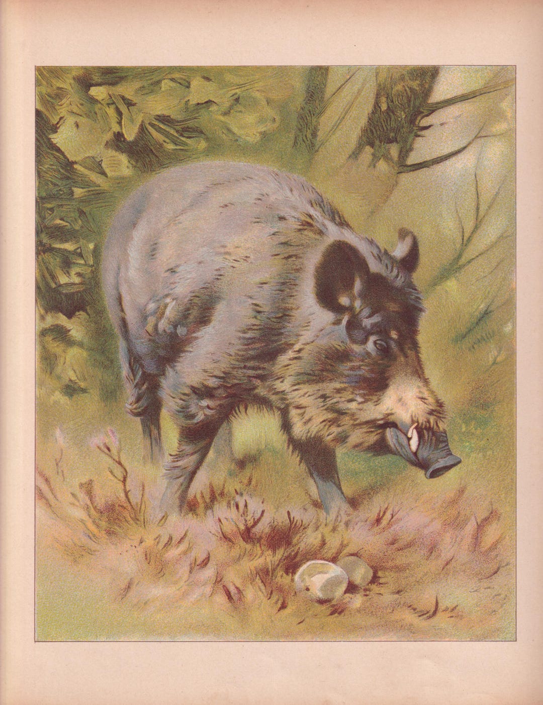 Vintage Razorback Image Antique Razorback Boar Lithograph - 1892 Wild Pig Art Print - Etsy