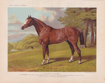 Jagdpferd " STILTON " Antiker Druck, Lithographie 1873