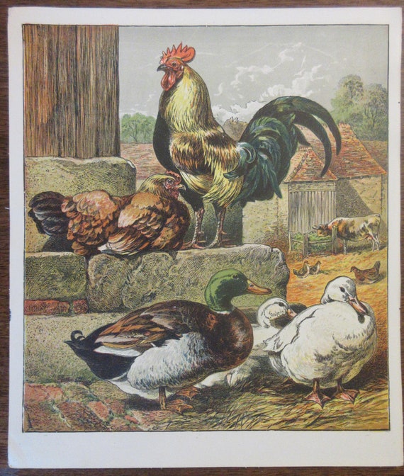 Gallo Pollo Gallinas Ánade Real Patos Litografía Antigua Bird - Etsy España Gallo Pollo Gallinas Ánade Real Patos Litografía Antigua Bird - Etsy España
