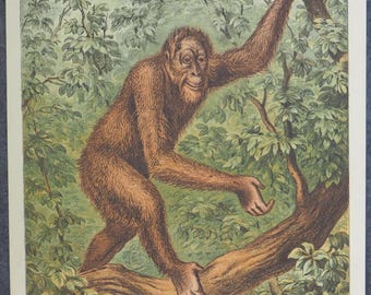 Antieke prent orang-oetanaap, lithografie 1875