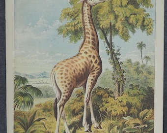 Litografía antigua de una jirafa africana, 1875.