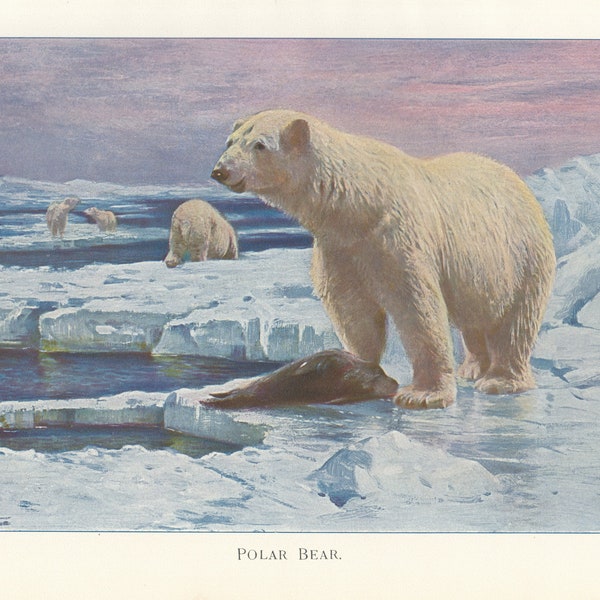 Osos polares en icebergs, impresión artística antigua de 1901