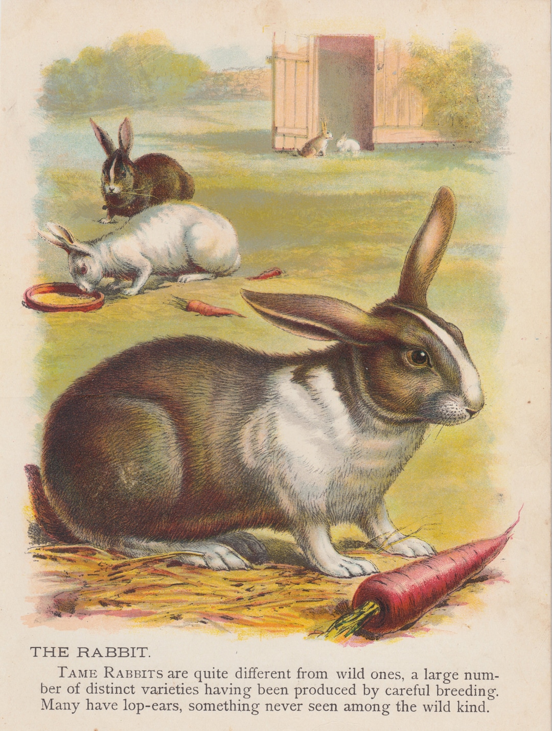 ★Original ART  ‘RABBIT' Bunny Rabbit Art Rabbits Eating Carrots Animal Antique Art Print